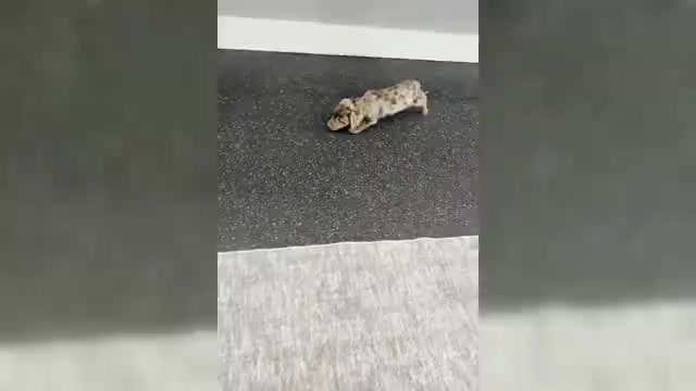 Video preview image #2 Cocker Spaniel Puppy For Sale in WARSAW, IN, USA