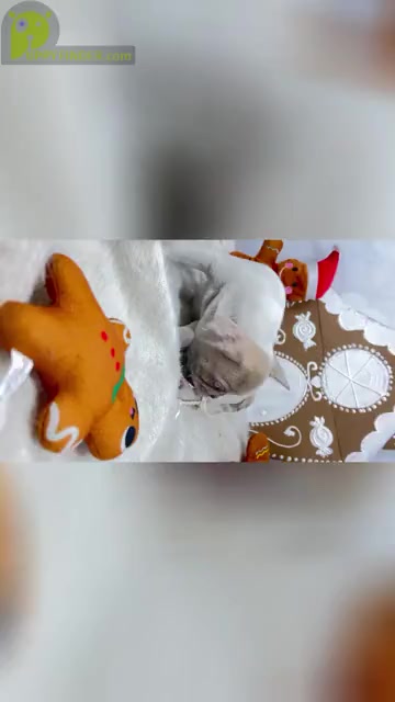 Video preview image #1  Breeder Profile in PENN VALLEY, CA, USA