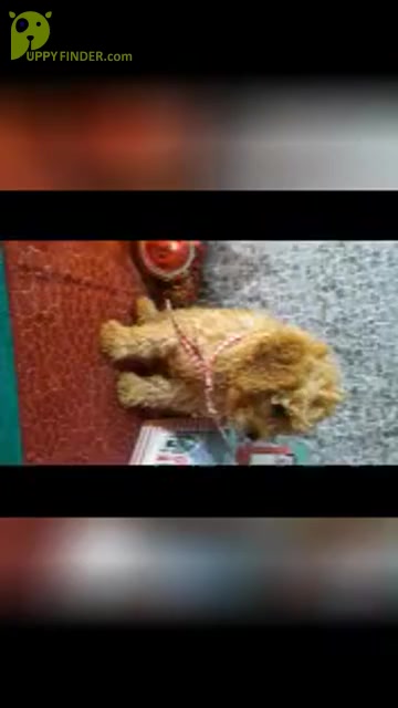 Video preview image #3 Cavapoo Puppy For Sale in SHIPSHEWANA, IN, USA