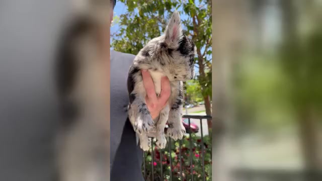 Video preview image #4 French Bulldog Puppy For Sale in SAN DIEGO, CA, USA