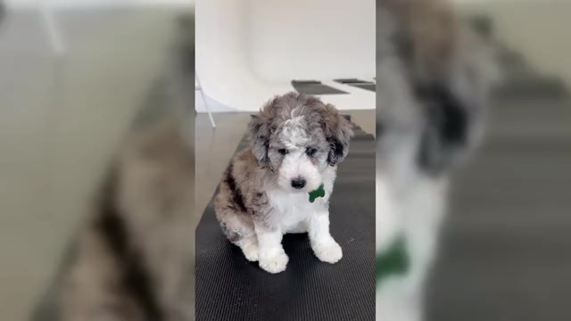 Video preview image #2 Sheepadoodle Puppy For Sale in HUNTINGTON BEACH, CA, USA