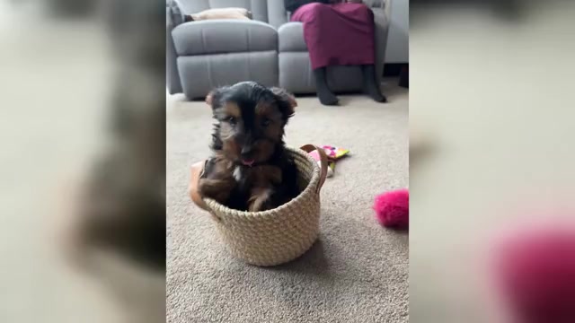 Video preview image #1 Yorkshire Terrier Puppy For Sale in NAPPANEE, IN, USA