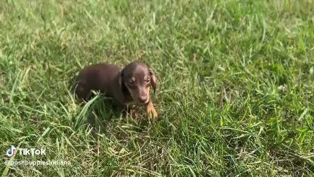 Video preview image #1 Dachshund Puppy For Sale in WARSAW, IN, USA