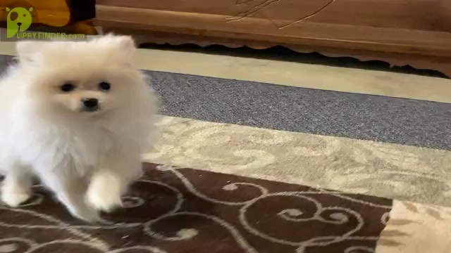 Video preview image #3 Pomeranian Puppy For Sale in DOWNING, MO, USA