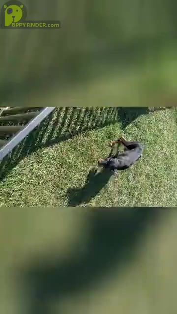 Video preview image #1 Doberman Pinscher Puppy For Sale in WARSAW, IN, USA