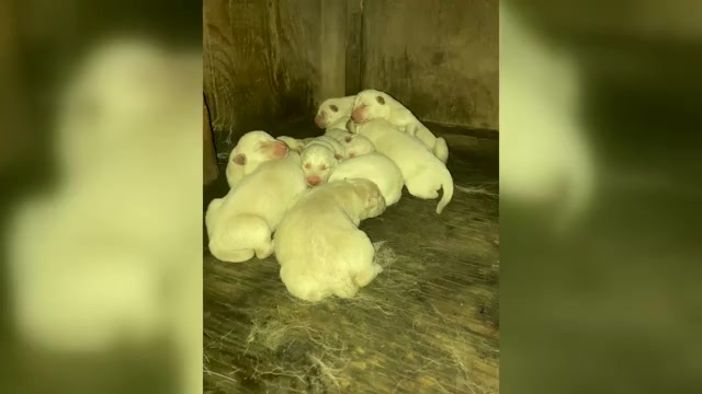 Video preview image #5  Breeder Profile in MAD RIVER, CA, USA