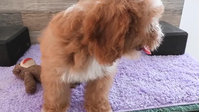 Video preview image #1 Cavapoo Puppy For Sale in CARLISLE, KY, USA