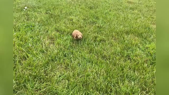 Video preview image #1 Dachshund Puppy For Sale in WARSAW, IN, USA