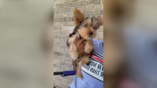 Video preview image #1 Yorkshire Terrier Puppy For Sale in KATY, TX, USA