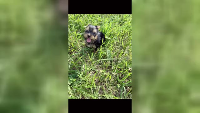 Video preview image #24 Yorkshire Terrier Puppy For Sale in WARSAW, IN, USA