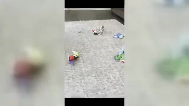 Video preview image #2 French Bulldog Puppy For Sale in WARSAW, IN, USA