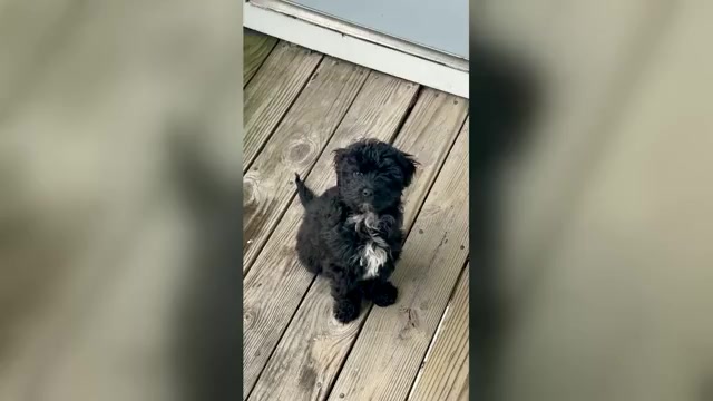 Video preview image #1 Havapoo Puppy For Sale in SOUTHGATE, MI, USA