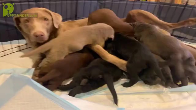 Video preview image #2 Labrador Retriever Puppy For Sale in ALEXANDRIA, VA, USA
