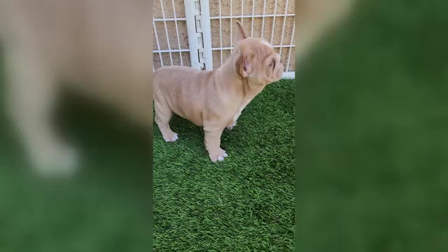 Video preview image #2 French Bulldog Puppy For Sale in LAS VEGAS, NV, USA