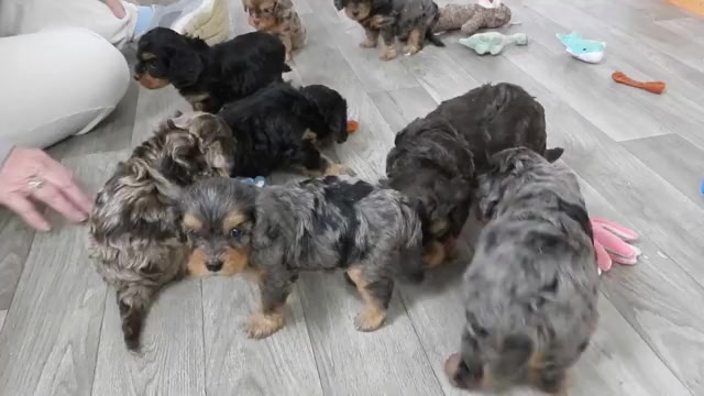 Video preview image #1 Cavapoo (Miniature) Puppy For Sale in CARLISLE, KY, USA