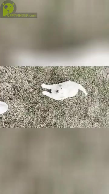 Video preview image #1  Breeder Profile in PLEASANT VIEW, TN, USA