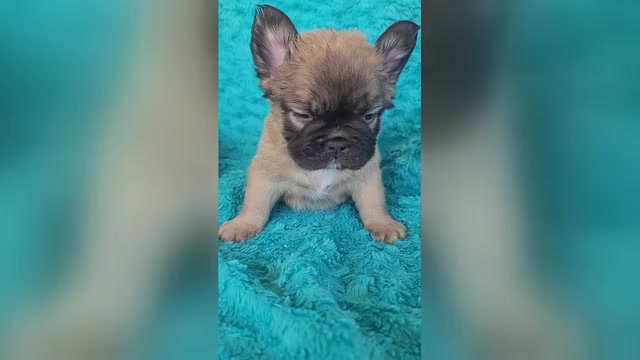 Video preview image #2 French Bulldog Puppy For Sale in LAS VEGAS, NV, USA