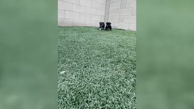 Video preview image #2 Bulldog Puppy For Sale in LAS VEGAS, NV, USA