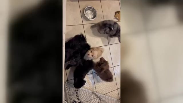 Video preview image #2 Eskipoo (Miniature) Puppy For Sale in LAFAYETTE, MS, USA