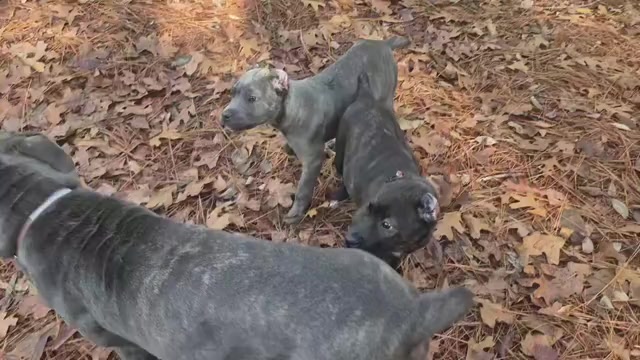 Video preview image #10 Cane Corso Puppy For Sale in COLUMBIA, SC, USA