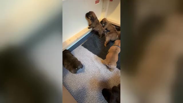 Video preview image #1 Boerboel Puppy For Sale in WASILLA, AK, USA