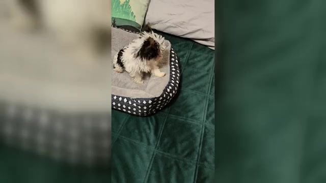 Video preview image #1 Yorkshire Terrier Puppy For Sale in CONKLIN, NY, USA