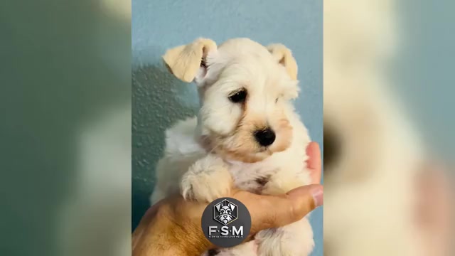 Video preview image #1  Breeder Profile in KISSIMMEE, FL, USA