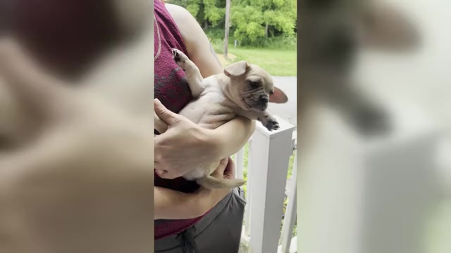 Video preview image #2 French Bullhuahua Puppy For Sale in SPRAGGS, PA, USA