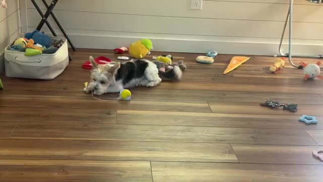 Video preview image #2  Breeder Profile in CLAYTON, GA, USA