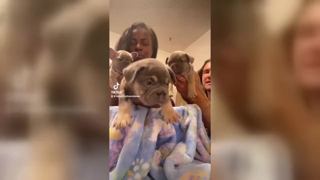 Video preview image #5  Breeder Profile in BURBANK, CA, USA