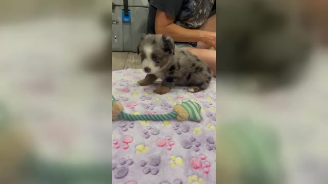 Video preview image #3 Miniature Australian Shepherd Puppy For Sale in TERRELL, TX, USA