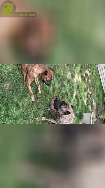 Video preview image #1 Presa Canario Puppy For Sale in LEVITTOWN, PA, USA