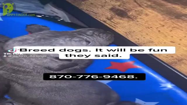 Video preview image #2 Cane Corso Puppy For Sale in WICHITA, KS, USA