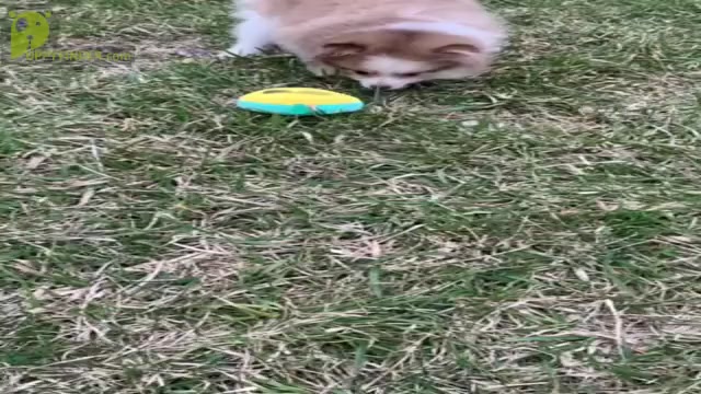 Video preview image #11 Pomeranian Puppy For Sale in WARSAW, IN, USA
