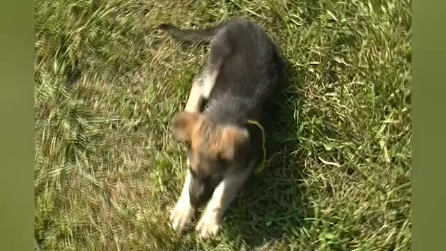 Video preview image #1 German Shepherd Dog Puppy For Sale in PIEDMONT, MO, USA