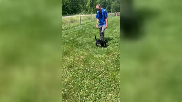 Video preview image #1 Labrador Retriever Puppy For Sale in NEOLA, WV, USA
