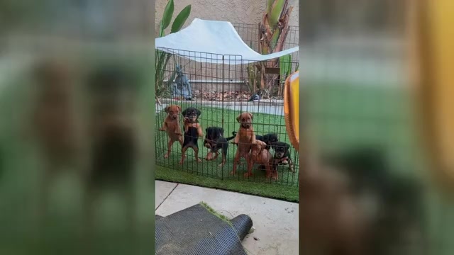 Video preview image #2 Doberman Pinscher-Mountain Cur Mix Puppy For Sale in TEMECULA, CA, USA
