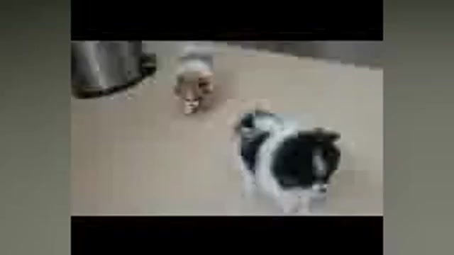 Video preview image #4  Breeder Profile in MENIFEE, CA, USA