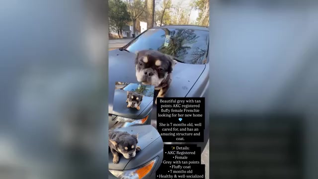 Video preview image #3  Breeder Profile in SNELLVILLE, GA, USA