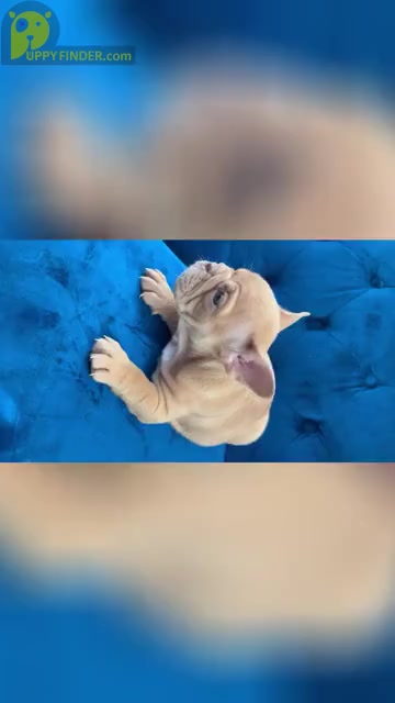 Video preview image #5 English Bulldog Puppy For Sale in WEST HOLLYWOOD, CA, USA
