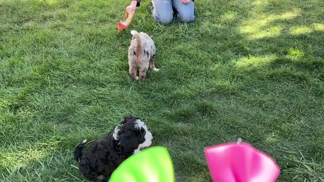 Video preview image #3 Bernedoodle (Miniature) Puppy For Sale in ROY, UT, USA