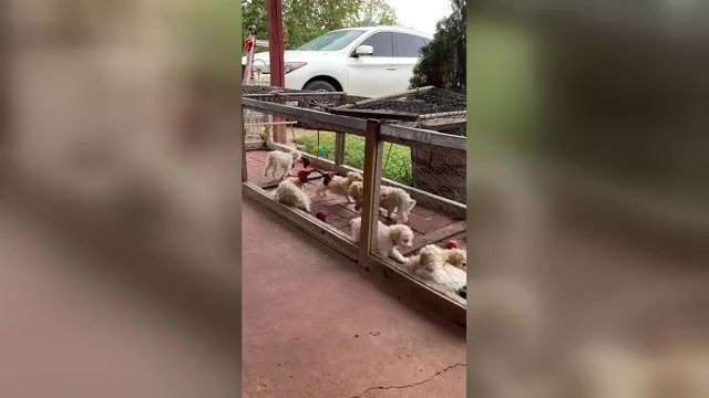 Video preview image #1 Poodle (Toy) Puppy For Sale in AVA, MO, USA