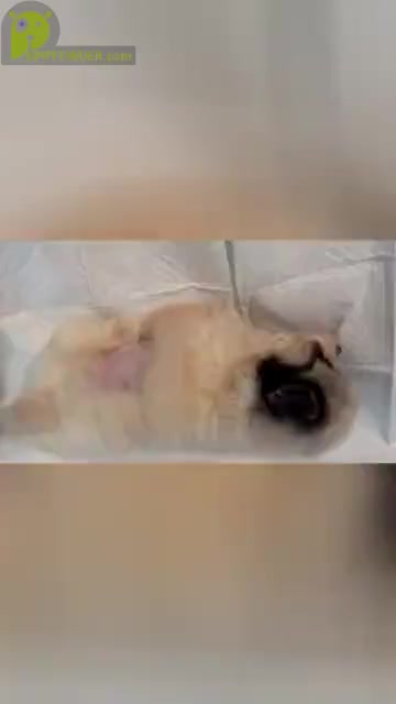 Video preview image #1 Pomeranian Puppy For Sale in HAYWARD, CA, USA