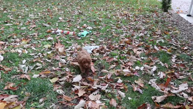 Video preview image #1 Poodle (Miniature) Puppy For Sale in SHILOH, OH, USA