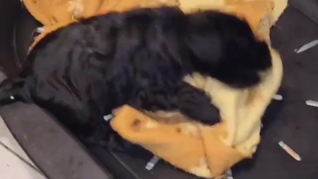 Video preview image #1 Schnauzer (Miniature) Puppy For Sale in Hatvan, Heves, Hungary