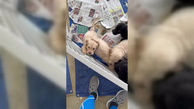 Video preview image #1 Goldendoodle Puppy For Sale in MALVERN, OH, USA