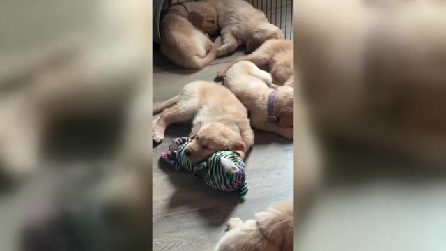 Video preview image #1 Golden Retriever Puppy For Sale in HAMPSTEAD, NC, USA