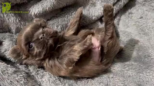 Video preview image #8 Shih Tzu Puppy For Sale in HAYWARD, CA, USA