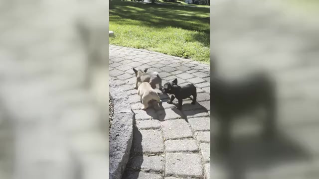 Video preview image #2 French Bulldog Puppy For Sale in WEST CHESTER, PA, USA