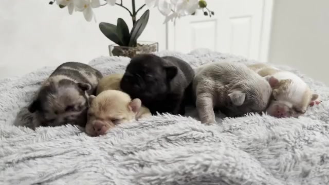 Video preview image #1  Breeder Profile in SACRAMENTO, CA, USA
